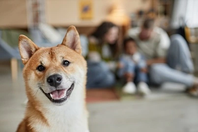 Compañero fiel que forma parte de tu vida